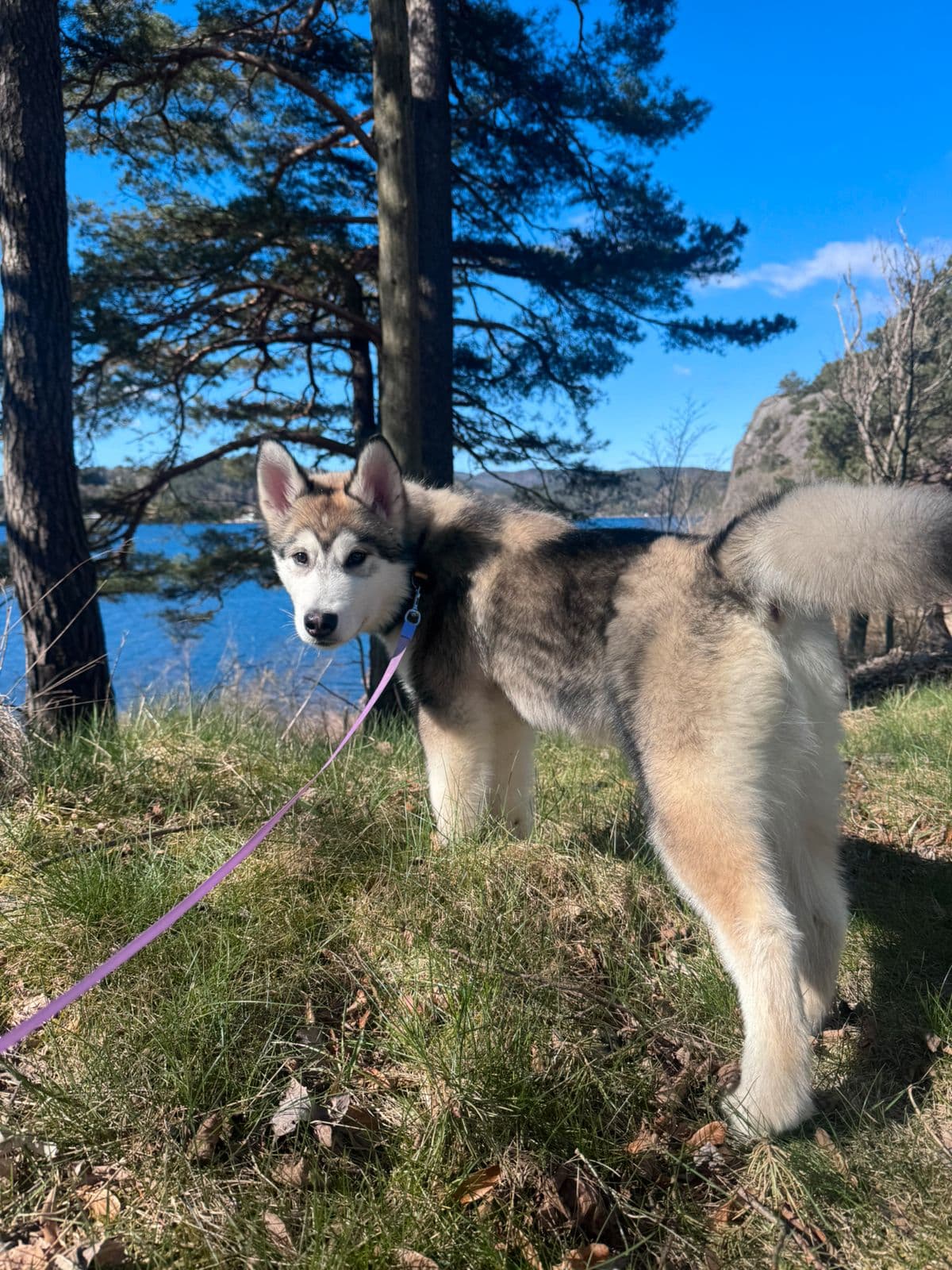🐾 Alaskan Malamute valp på 7 måneder – Godhjertet turkamerat søker nytt hjem 🏡