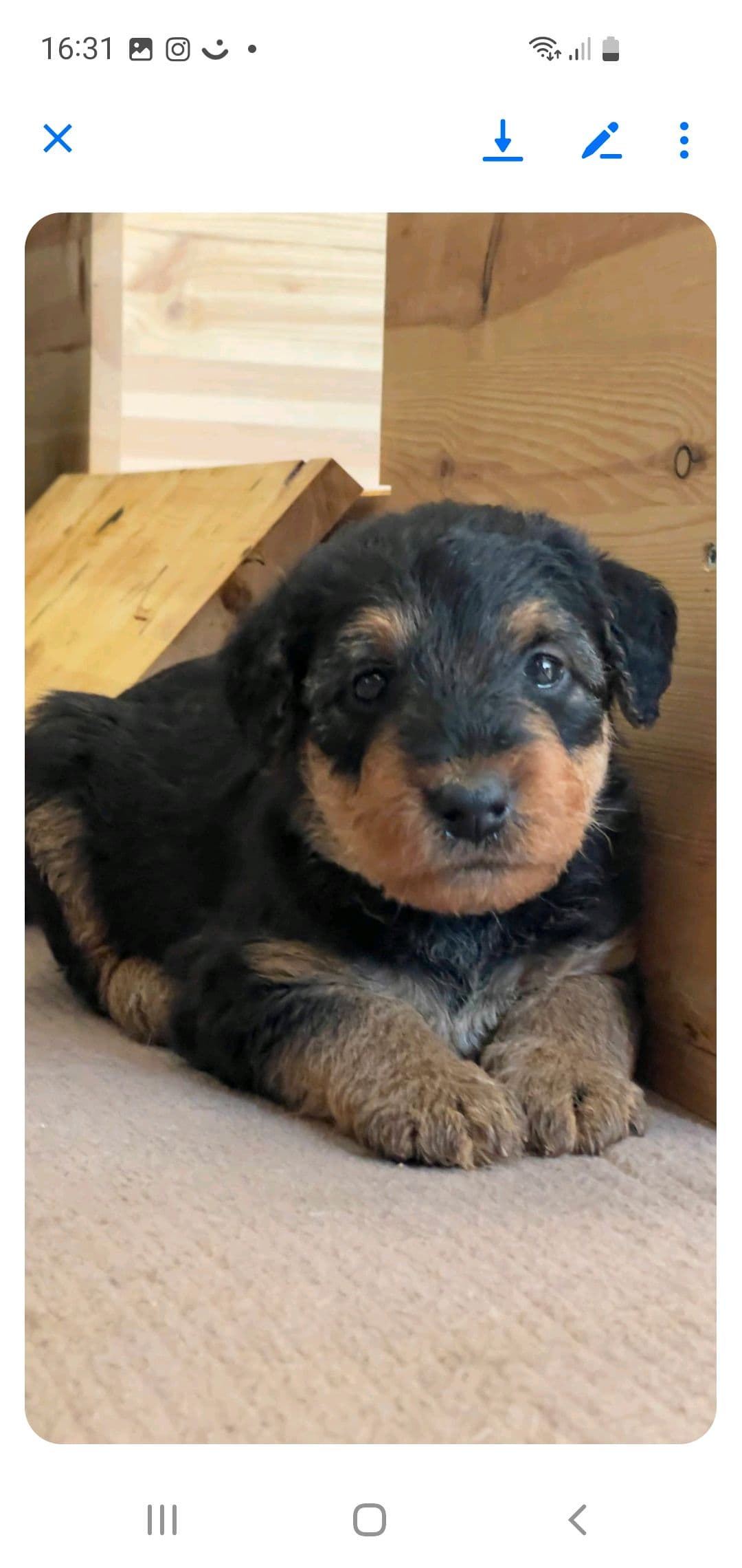 AIREDALE TERRIER valper født på Hellemutten kennel