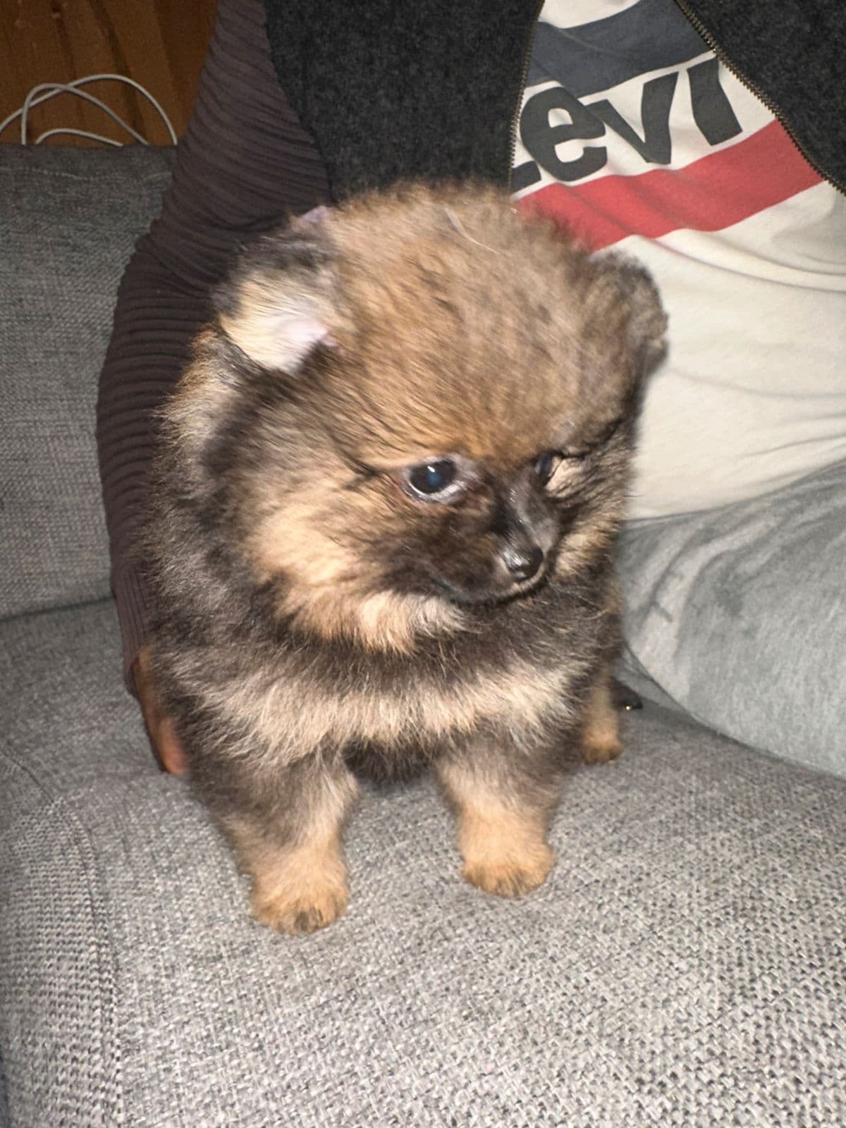 Pomeranian tispe