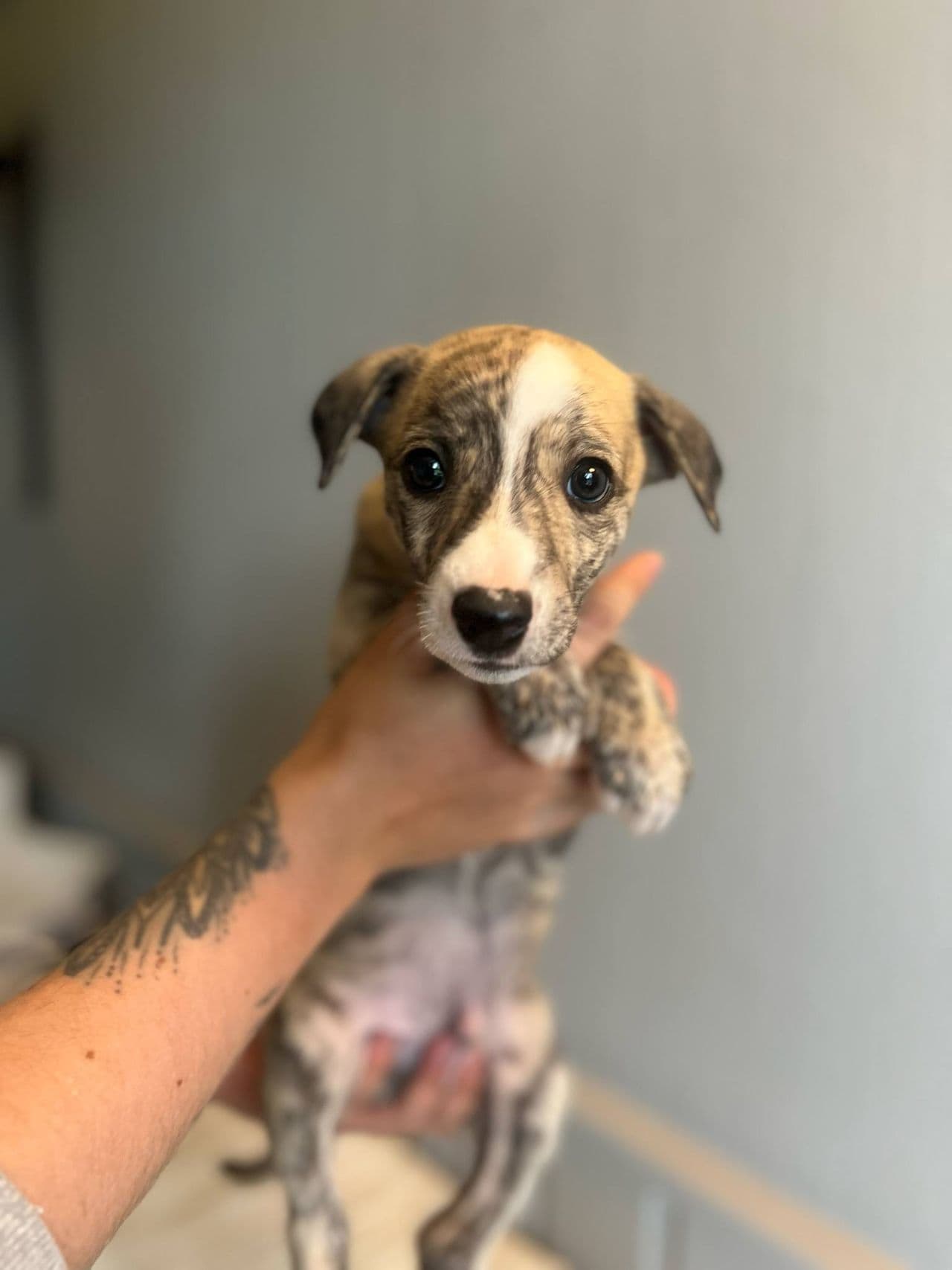 Whippet valper