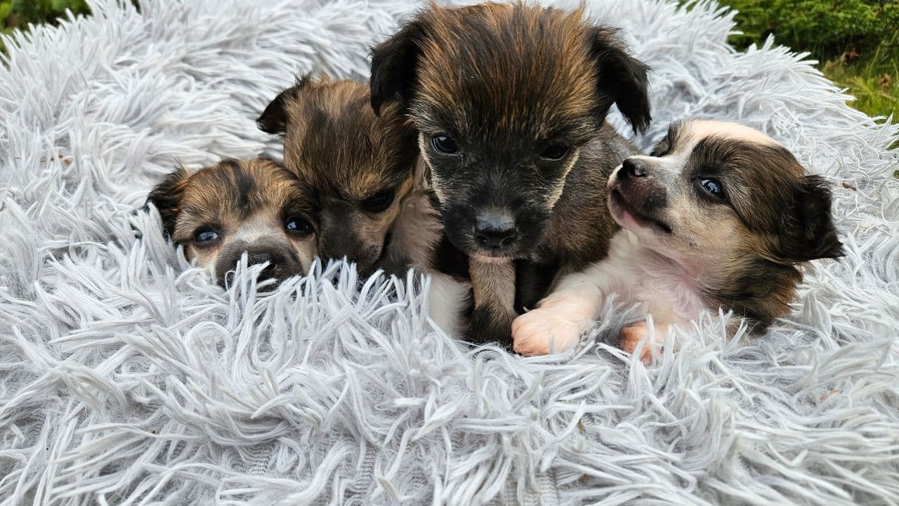 Chinese Crested Powderpuff - gutter