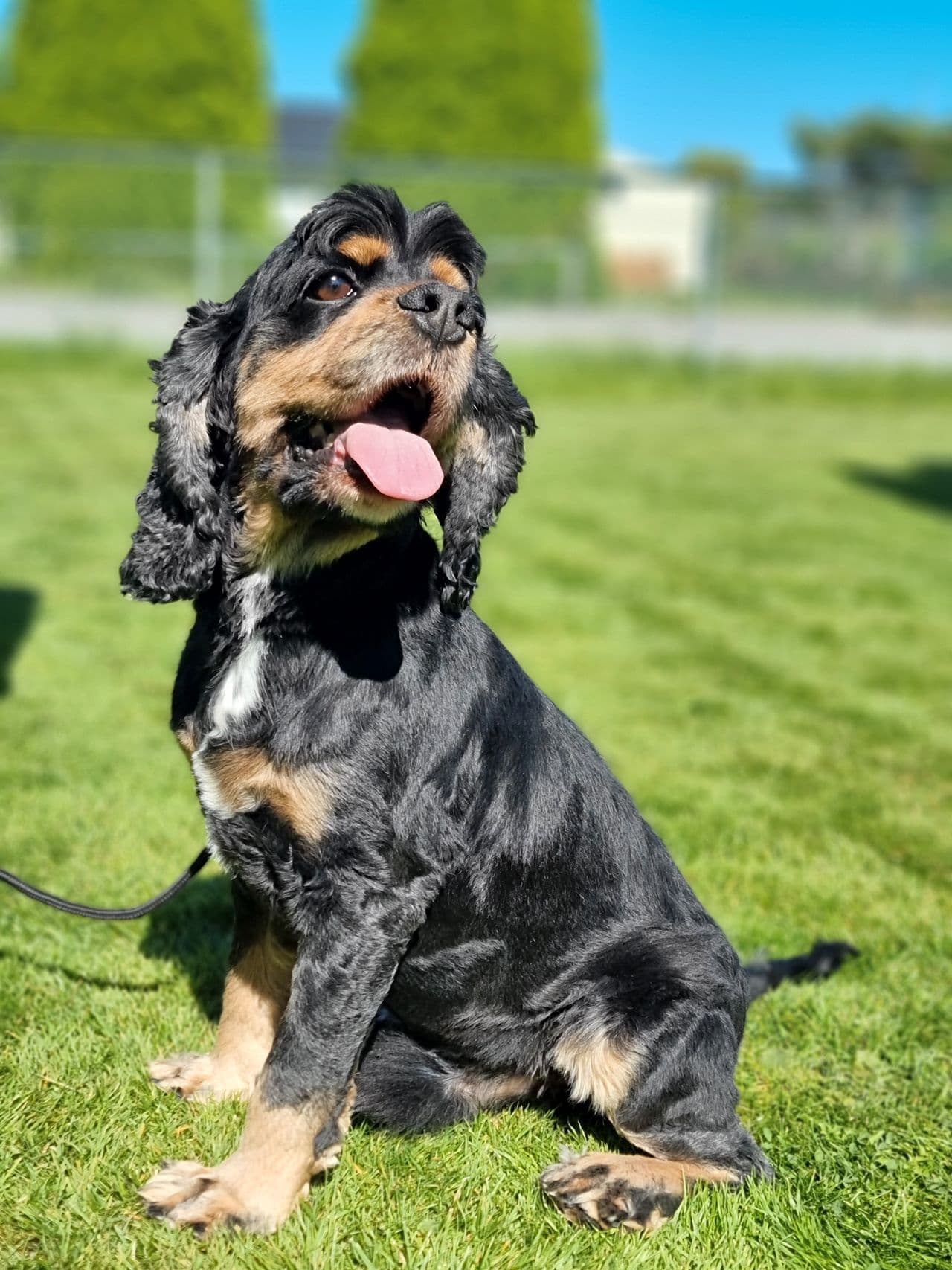 Amerikansk cocker spaniel valper