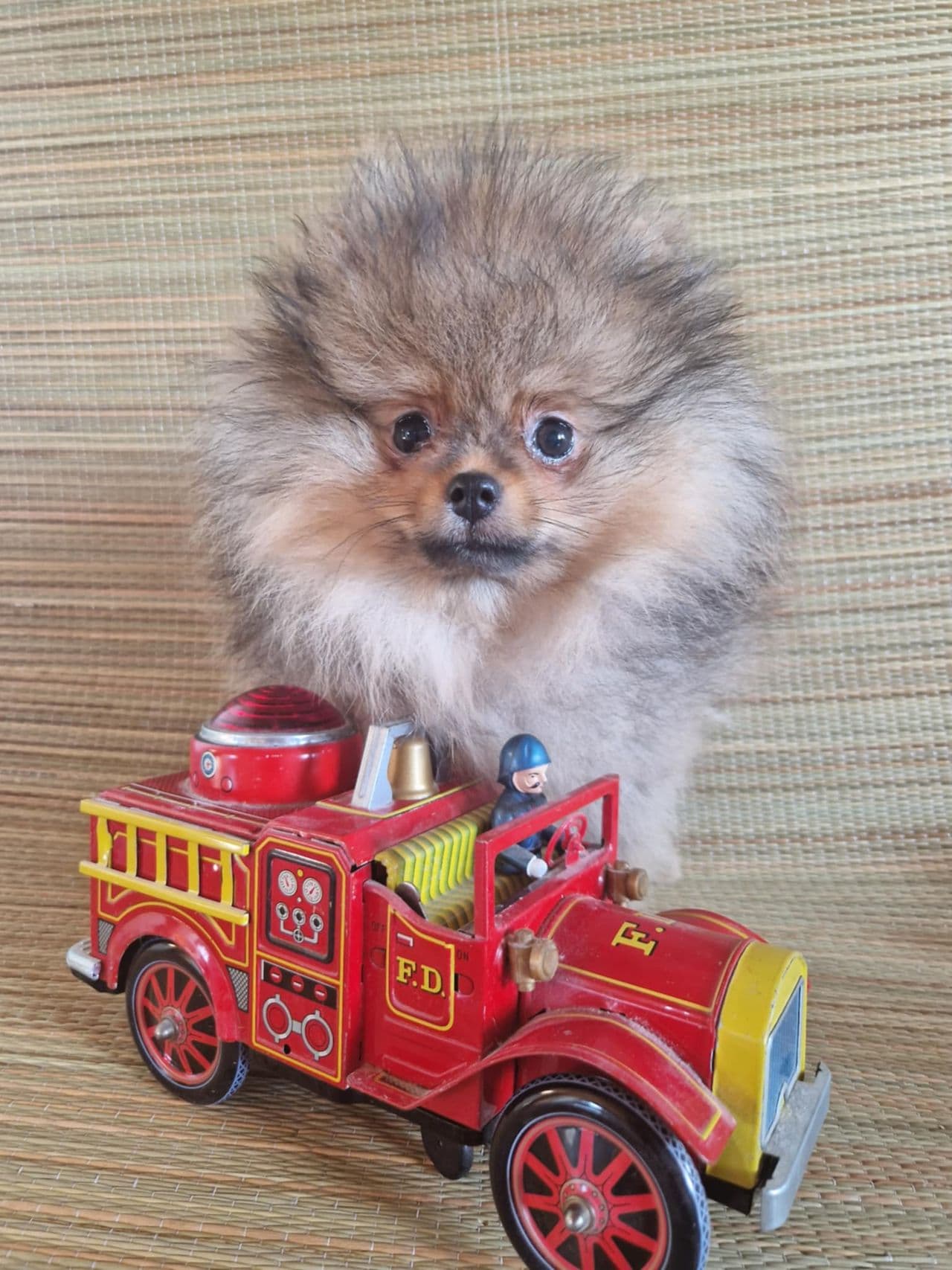 Nydelig orange pomeranian valp