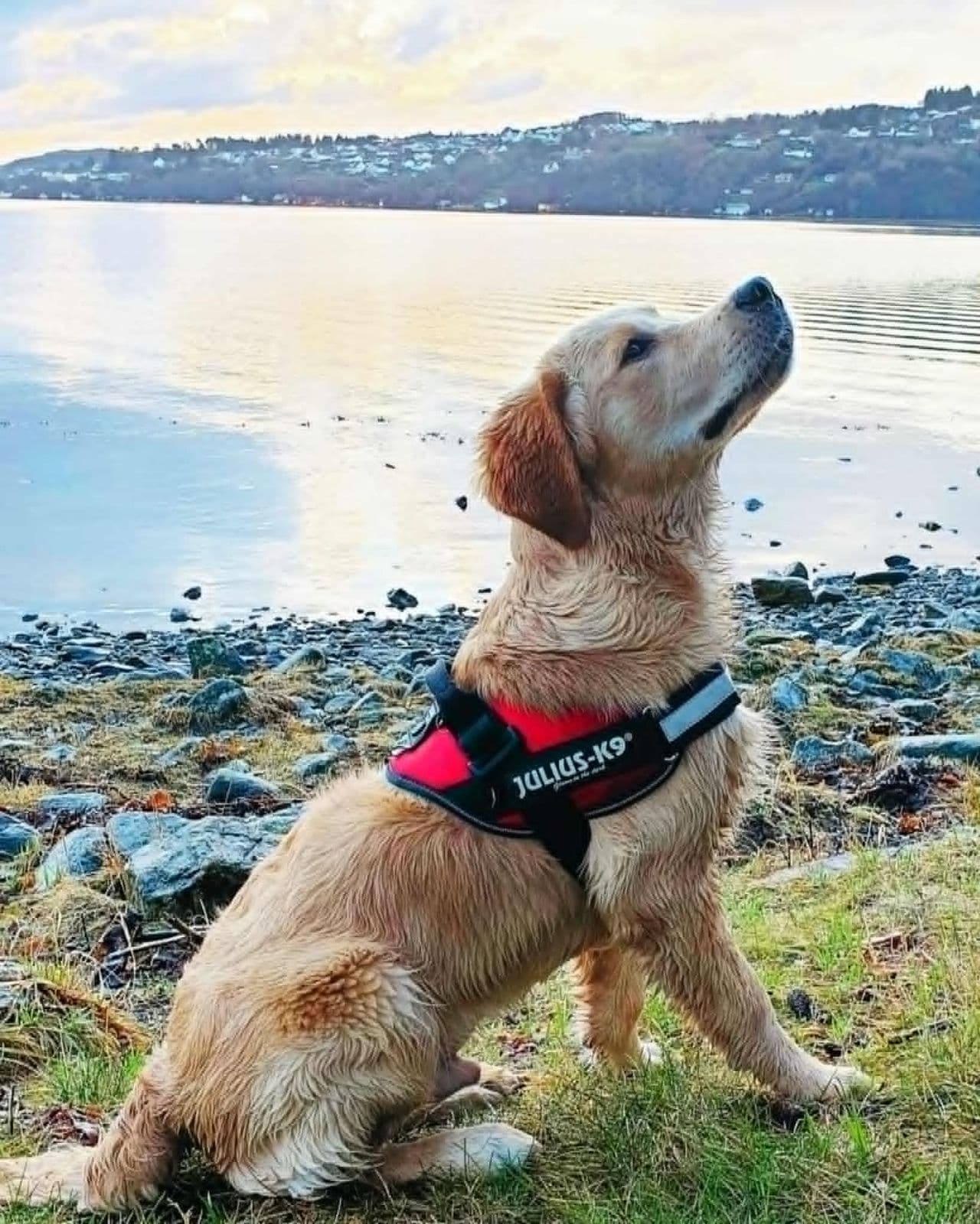 Golden Retriever hann 5 år