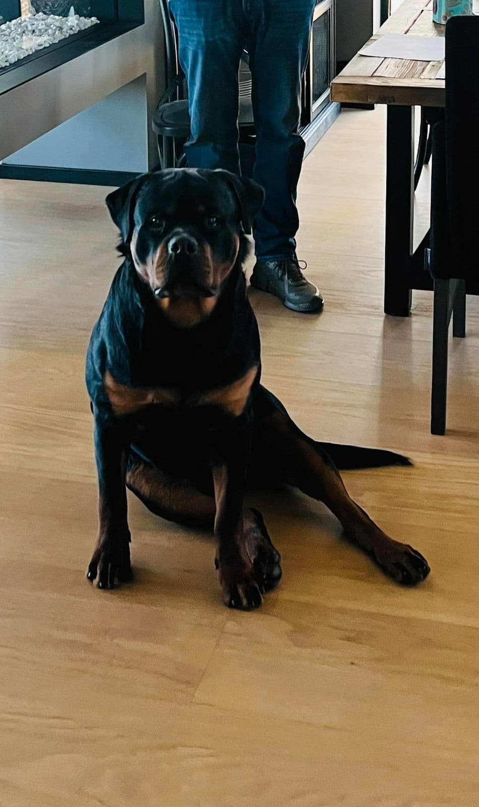 SPESIELT FLOTT ROTTWEILER HANNE SØKER GODT HJEM