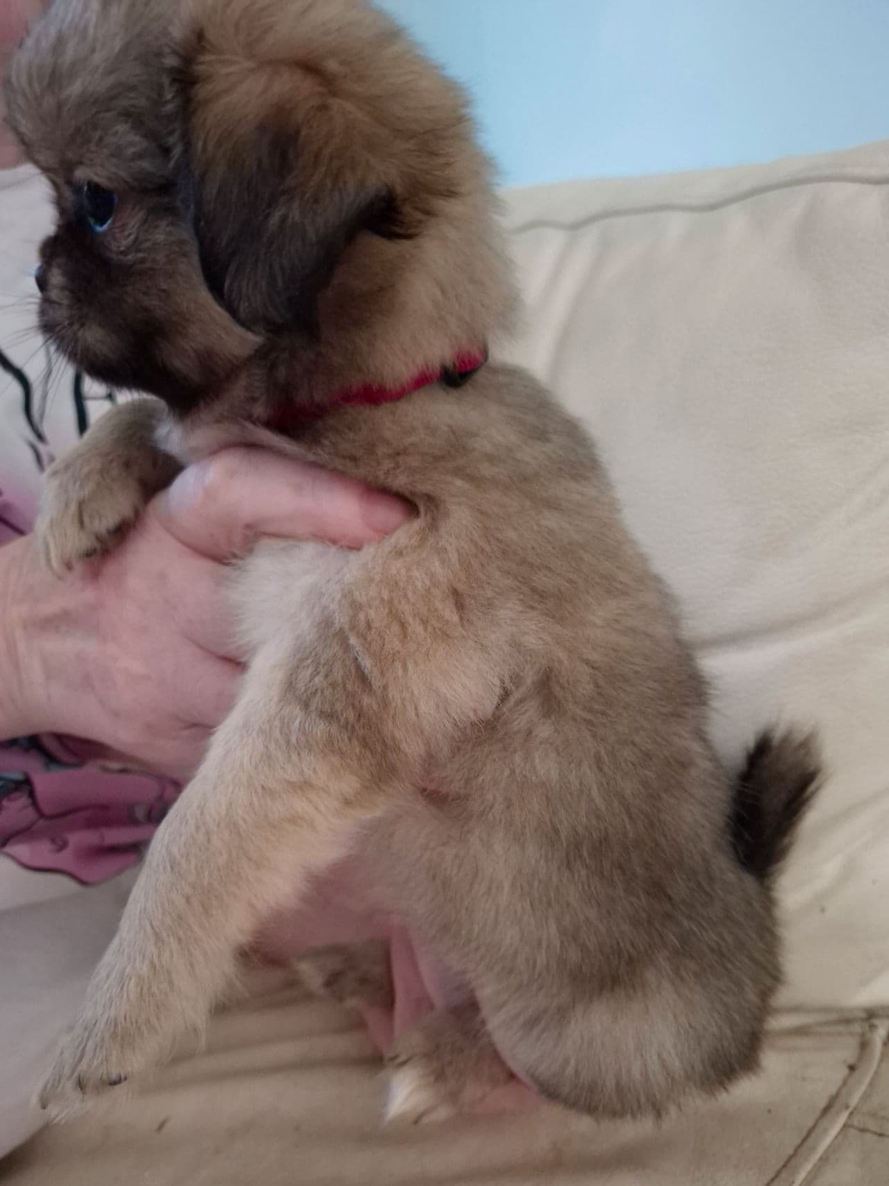 Märta tibetansk spaniel