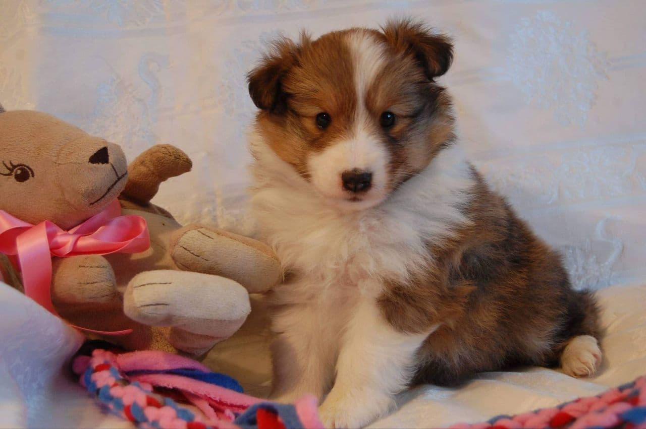 Shetland Sheepdog valper