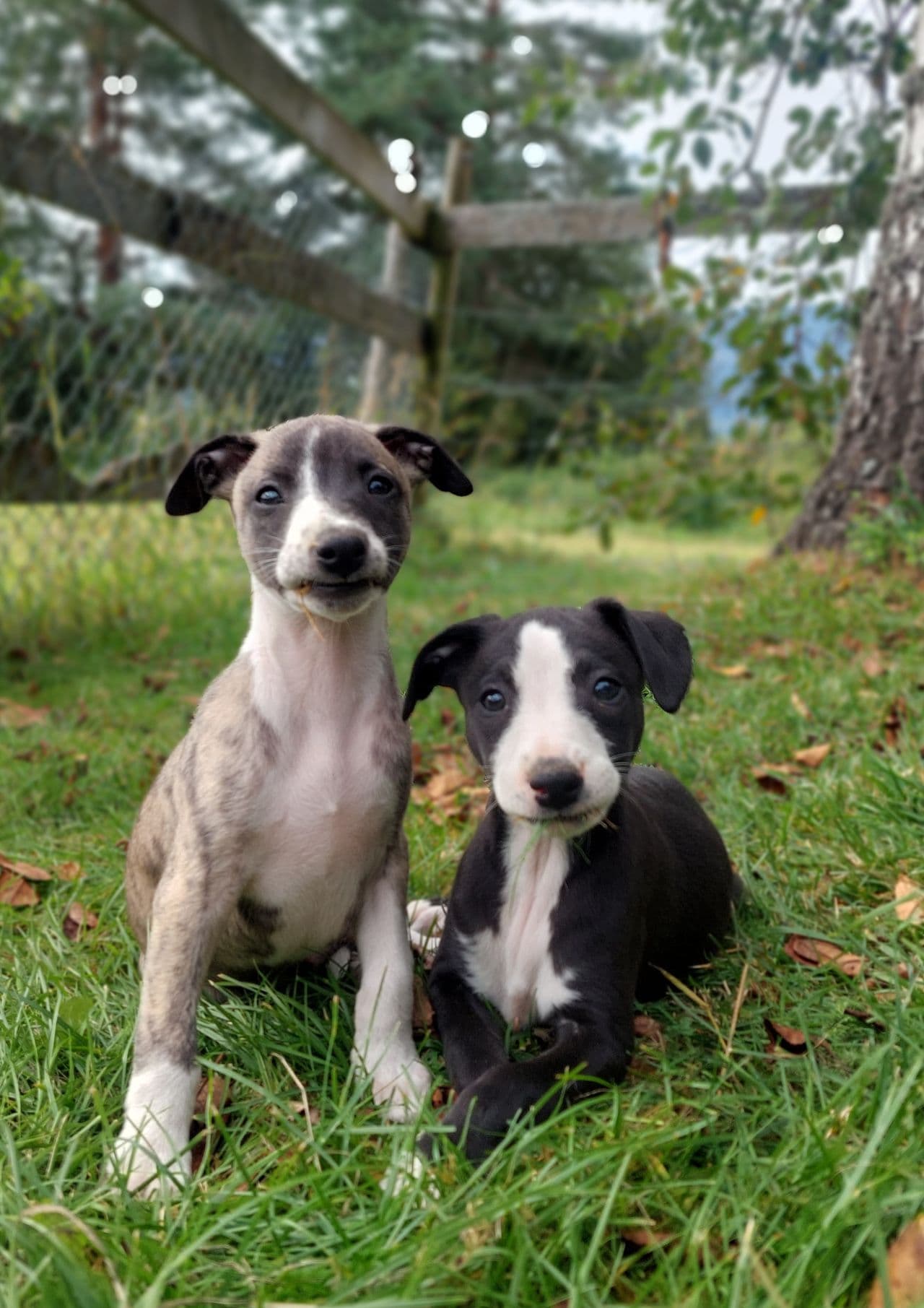 Vakre whippet valper