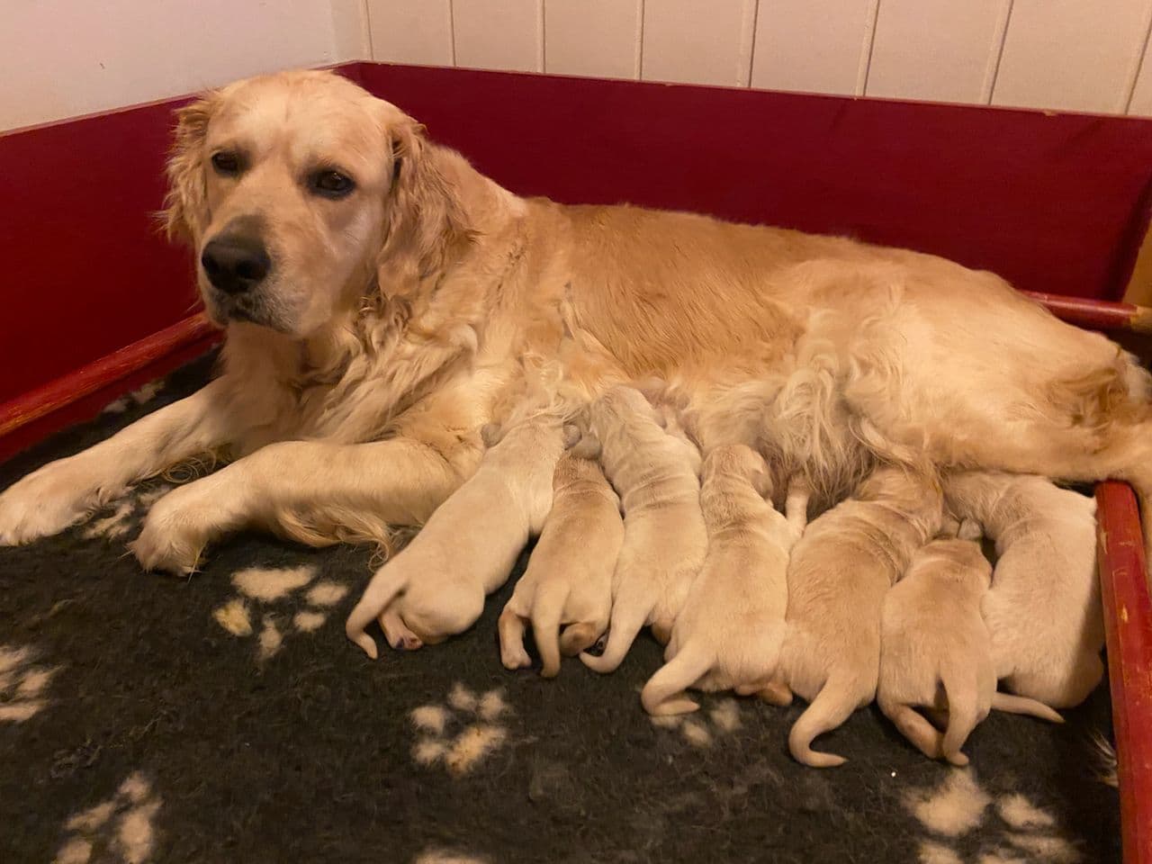 Golden Retriever  valper i Bergen