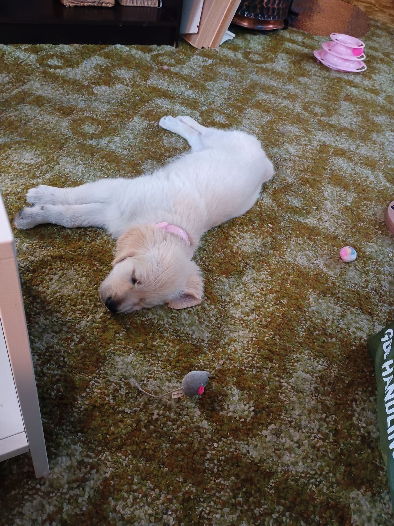 Vakker Golden retriever tispevalp