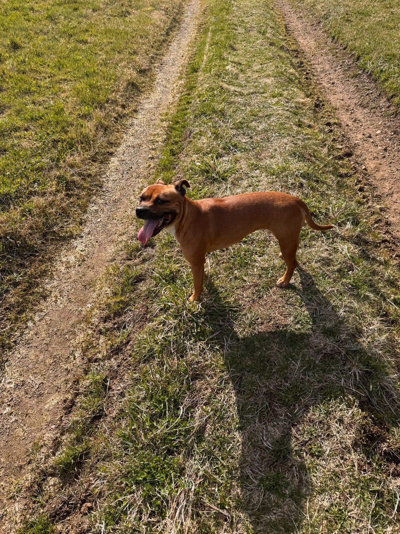 Staffordshire Bull Terrier