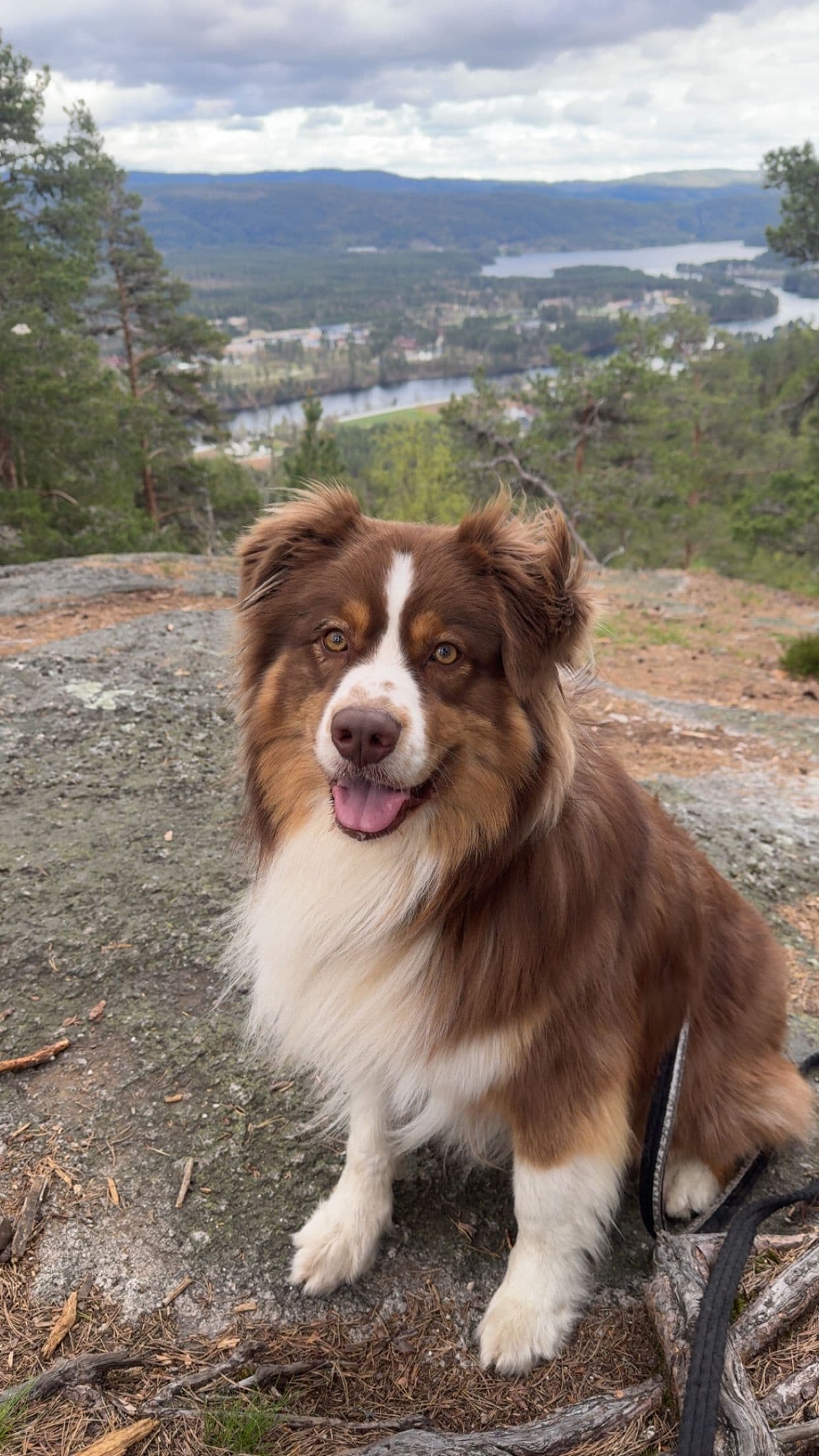 Australian Shepherd omplasseres
