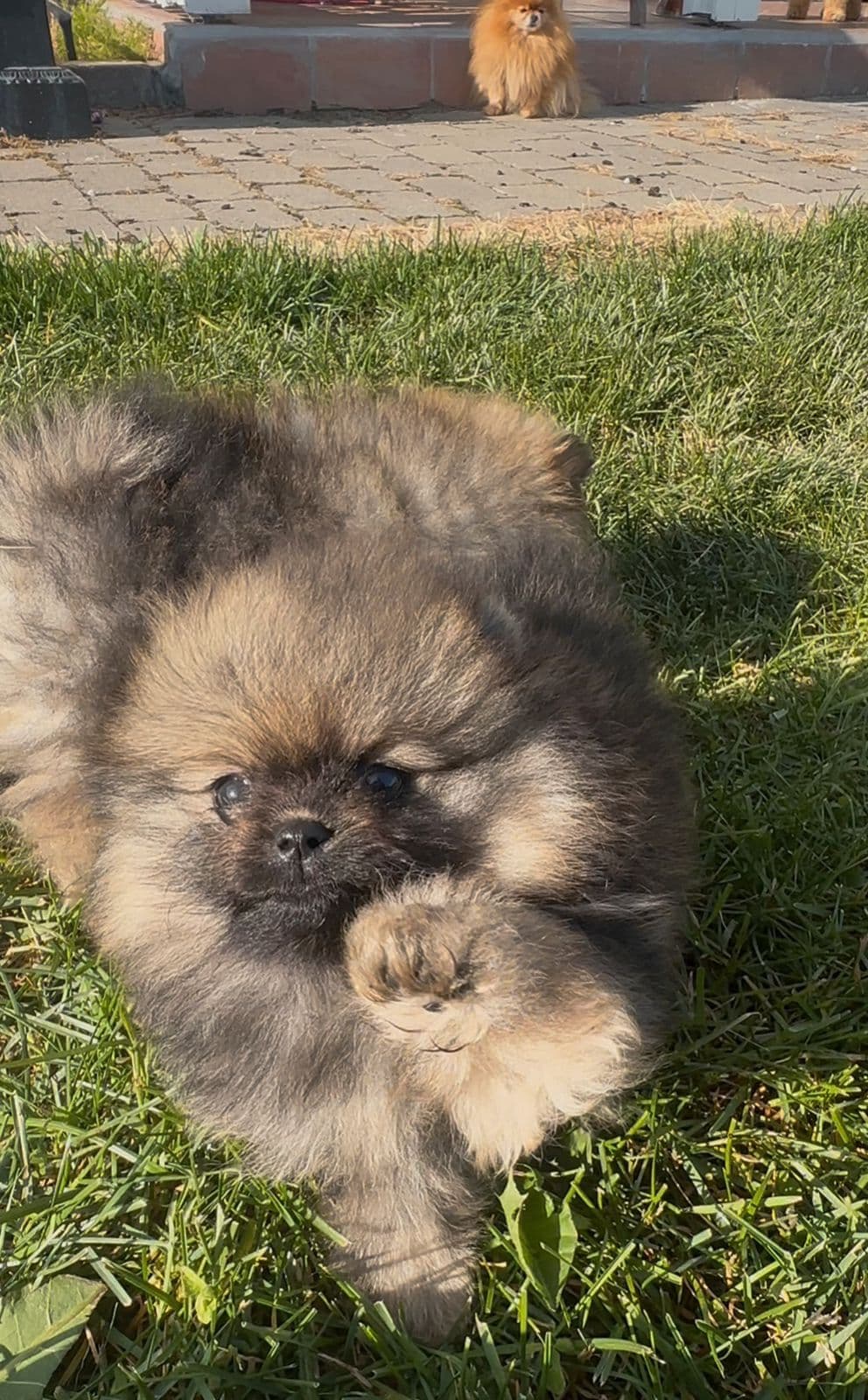 Pomeranian valper nkk reg