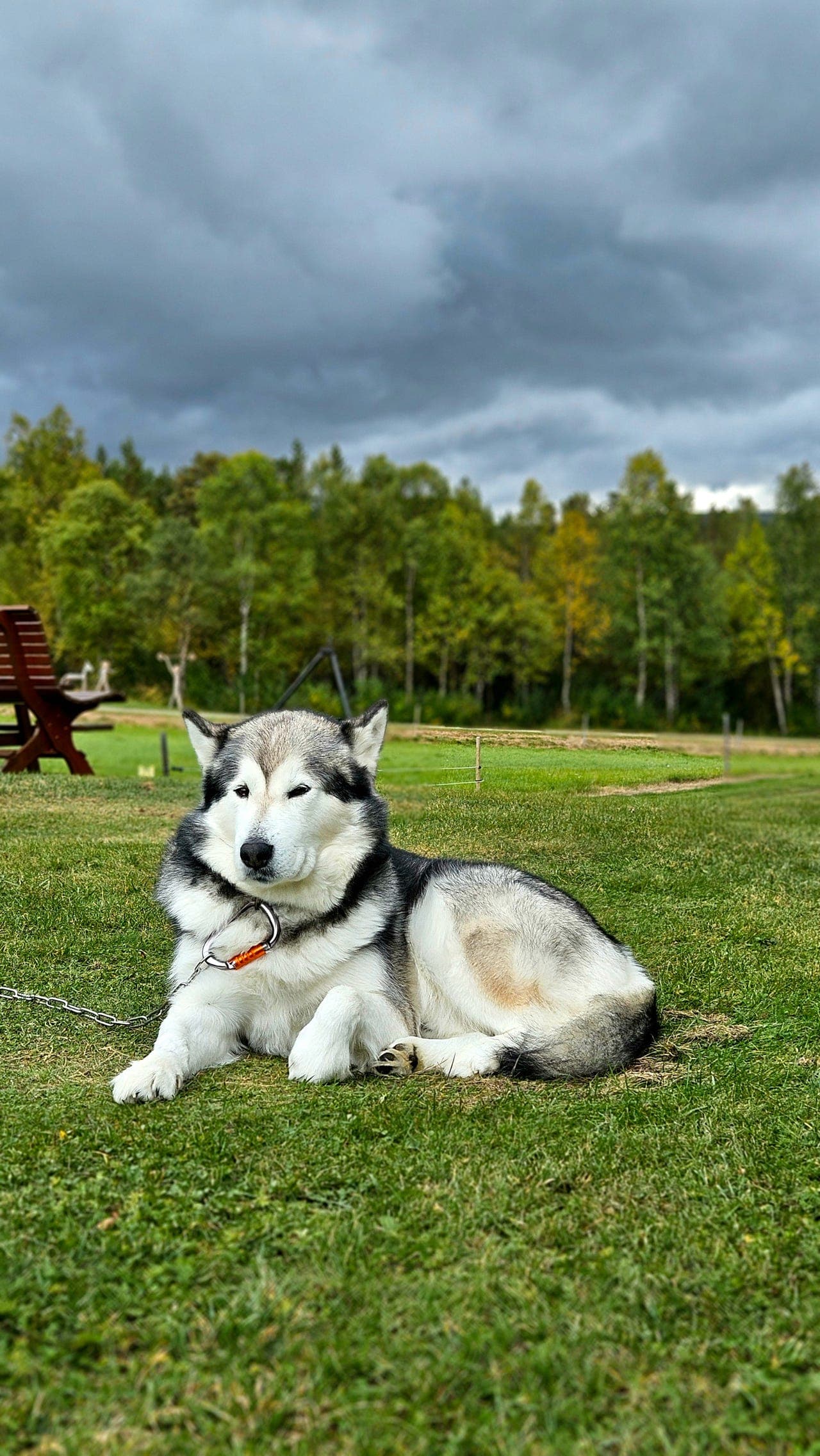 Alaskan Malamute, 7 år, hann