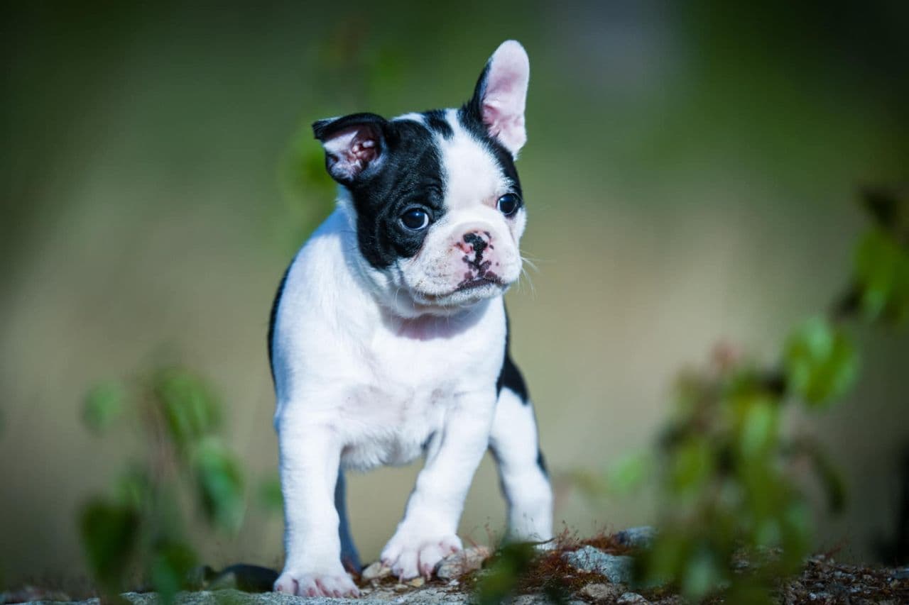 Boston Terrier tispe valp. 1 igjen