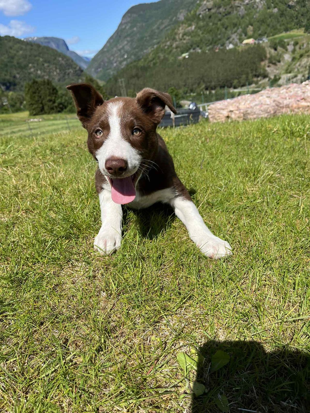 Leveringsklar border collie valp til sals