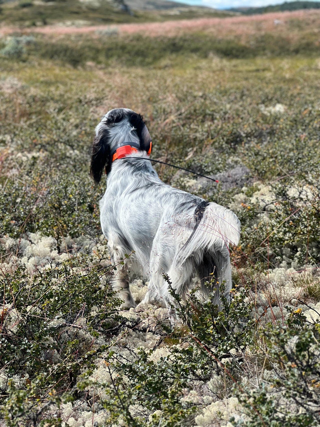 Engelsk setter vurderes solgt
