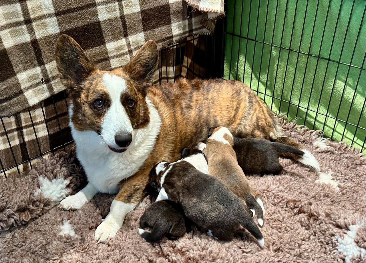 Welsh Corgi Cardigan valper