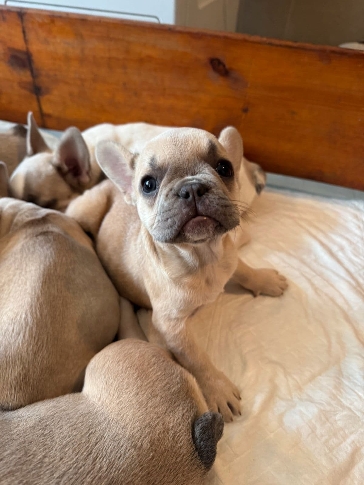 Fantastisk Fransk Bulldog Kull
