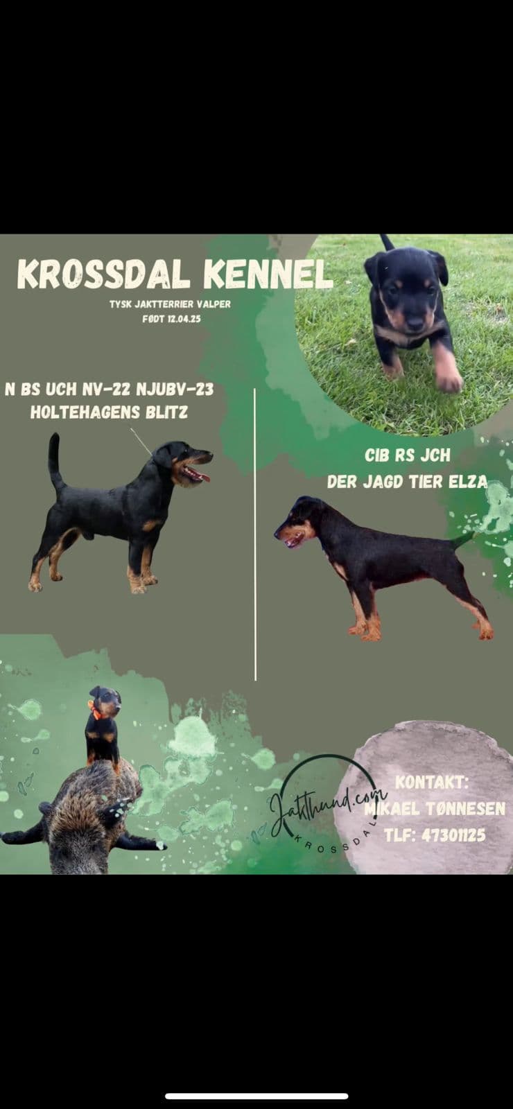 Tysk Jaktterrier valper