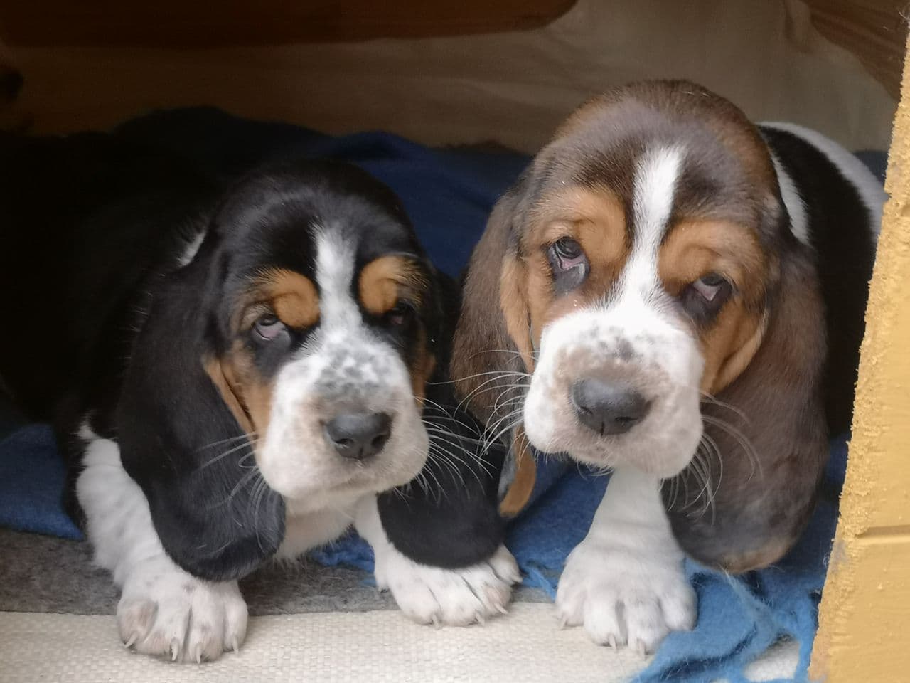 Basset hound valper