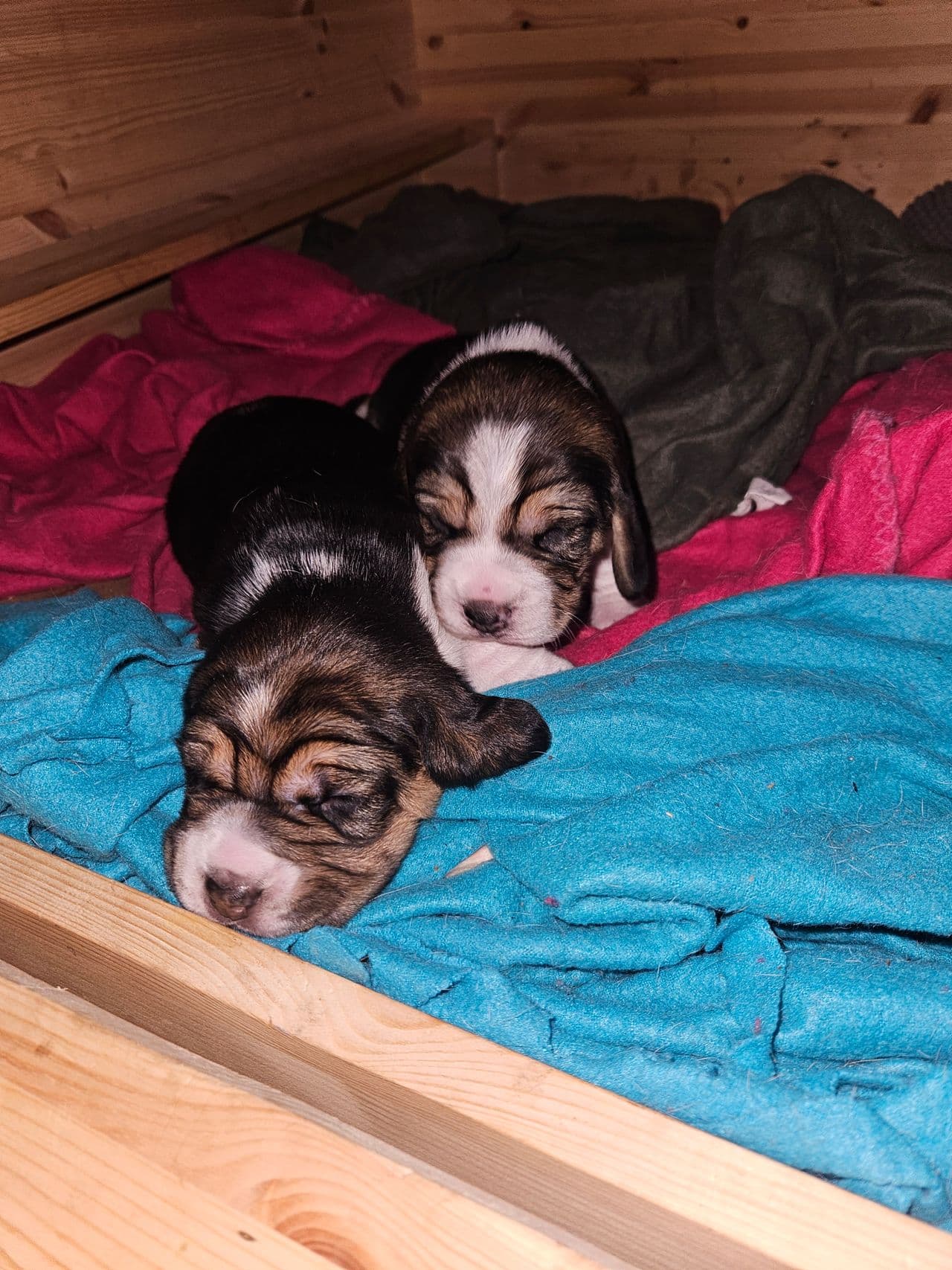 Beagle valper