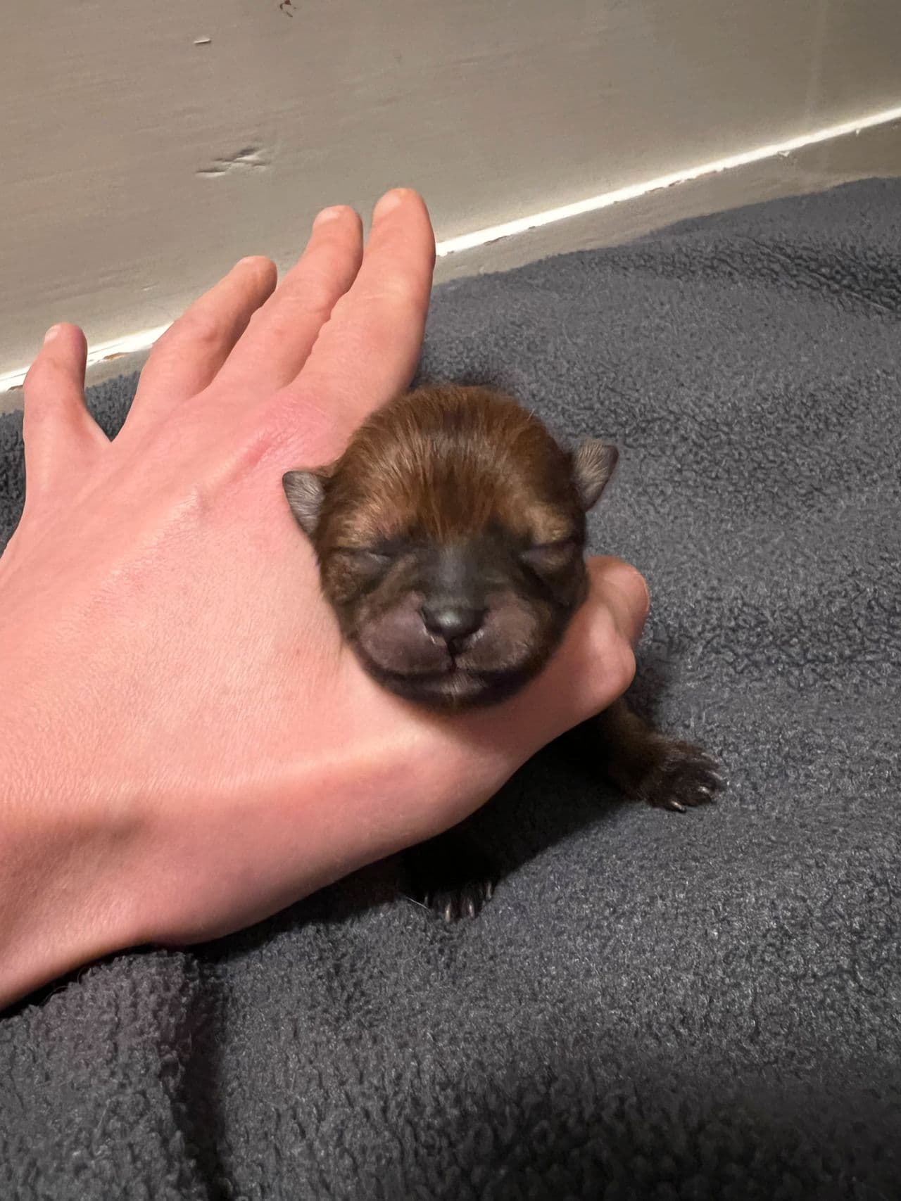 4 nkk registrerte Pomeranian valper