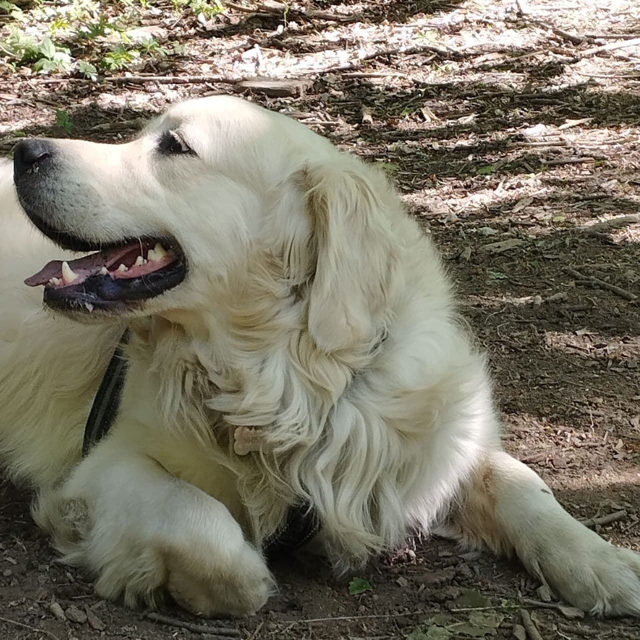 🐶 Vi søker nytt hjem til vår Golden Retriever "Oso" 🐾
