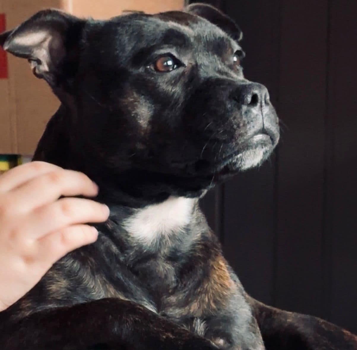 Staffordshire bull terrier valper