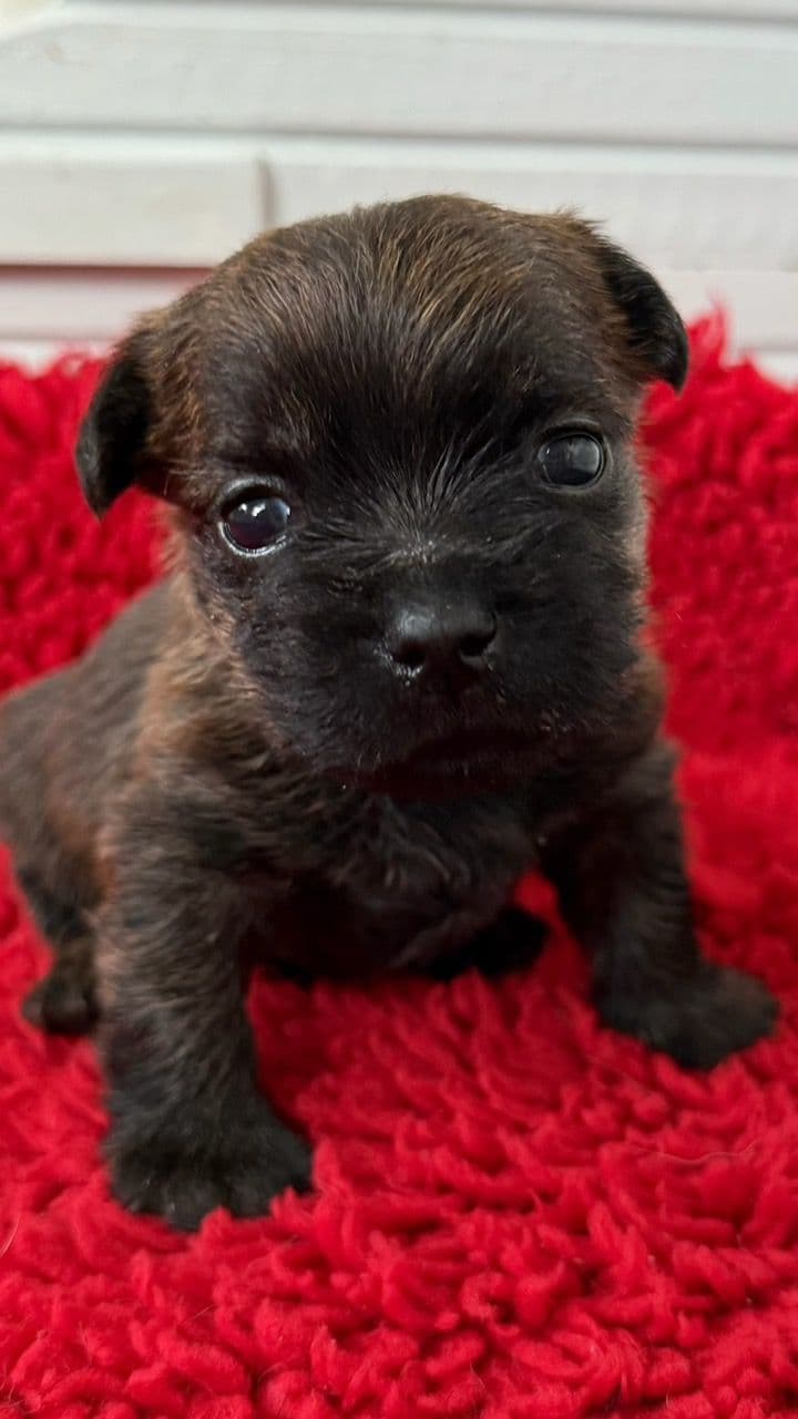 Cairn terrier valper