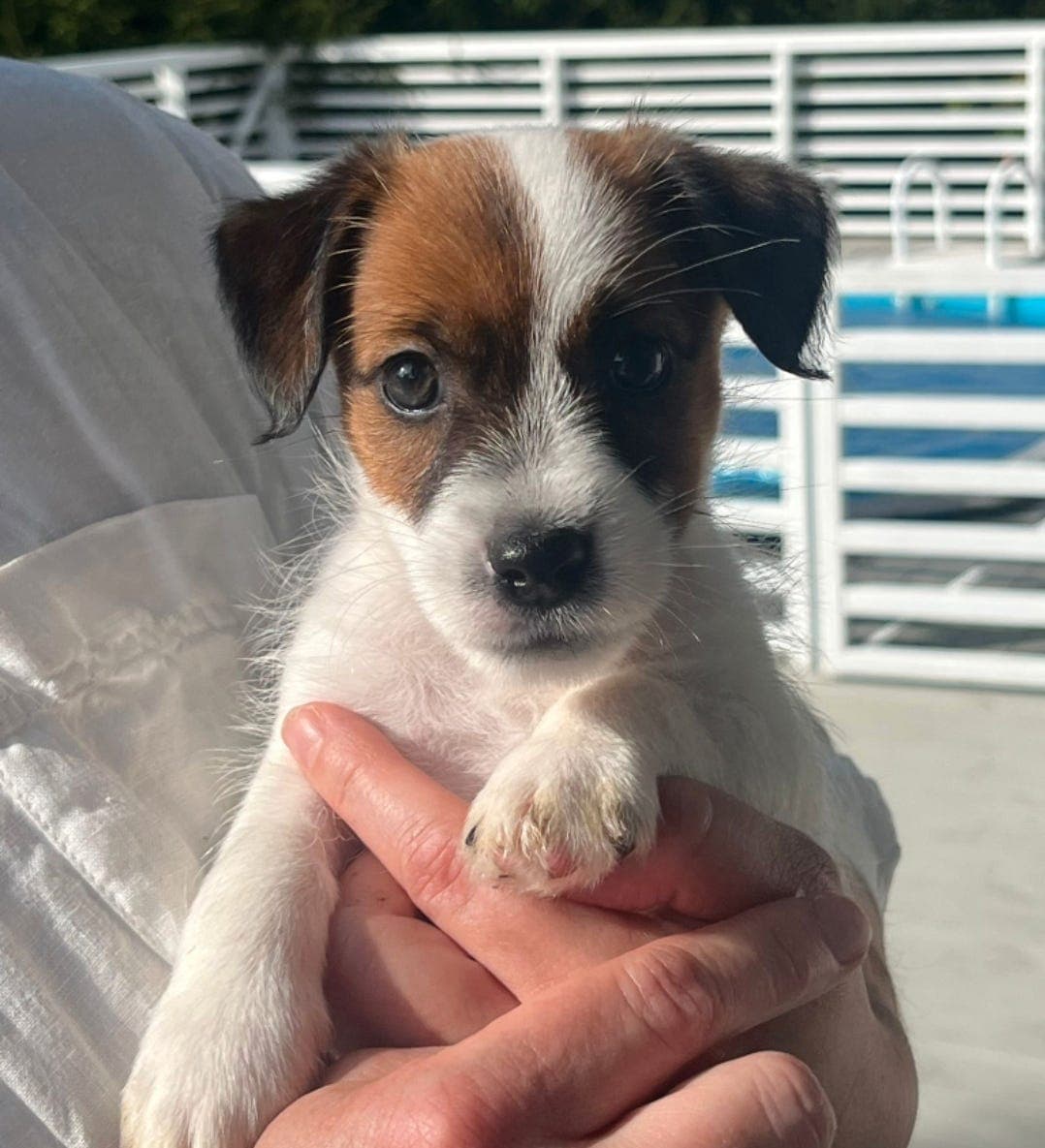 Jack Russell terrier hannvalp NKK reg