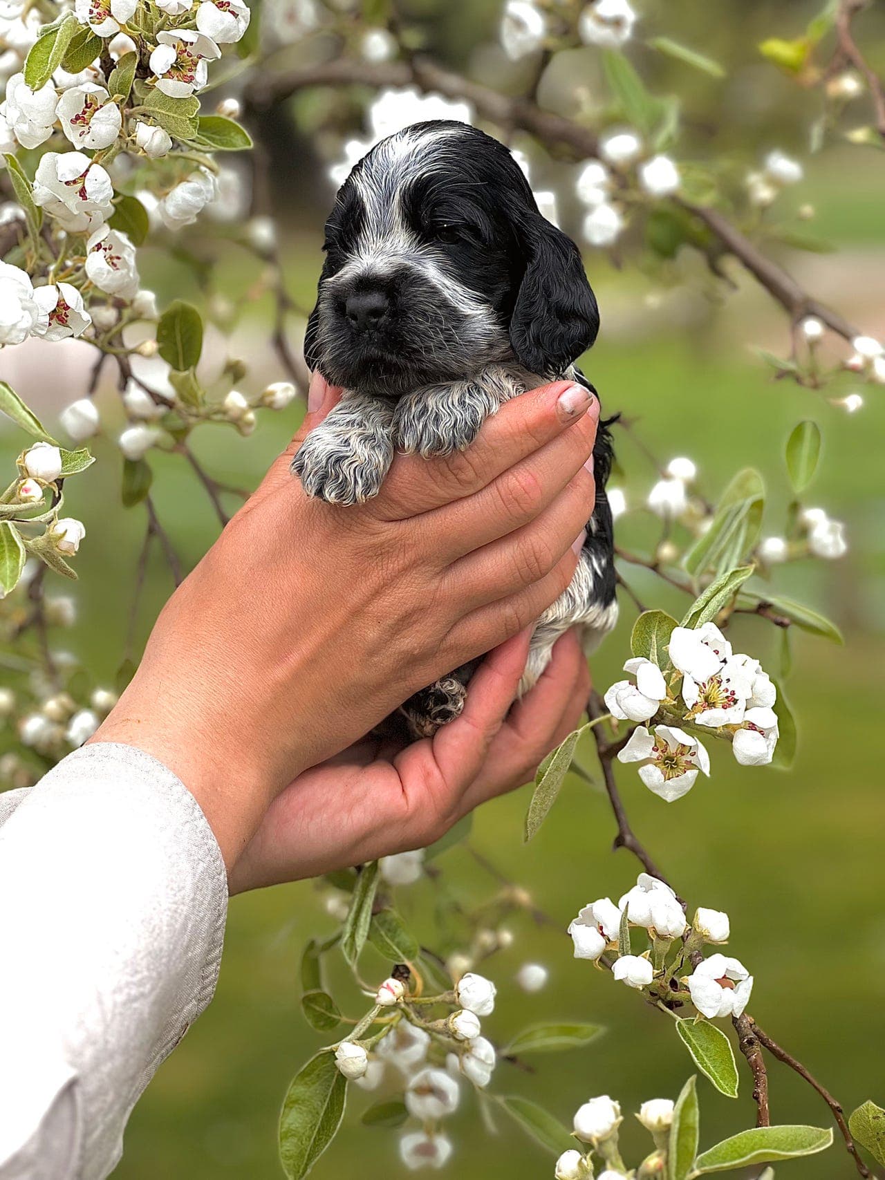 Engelsk Cocker Spaniel