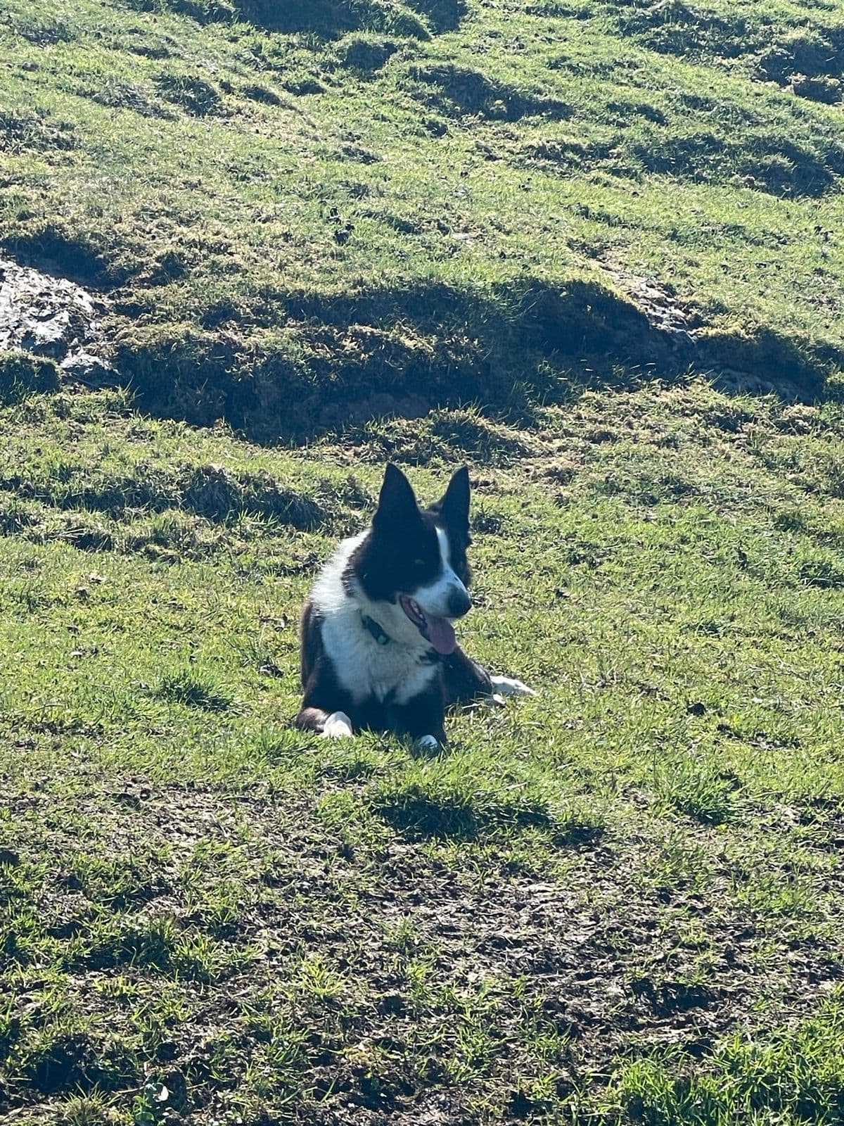Godkjent klasse 1 hund - Viggo vurderes solgt