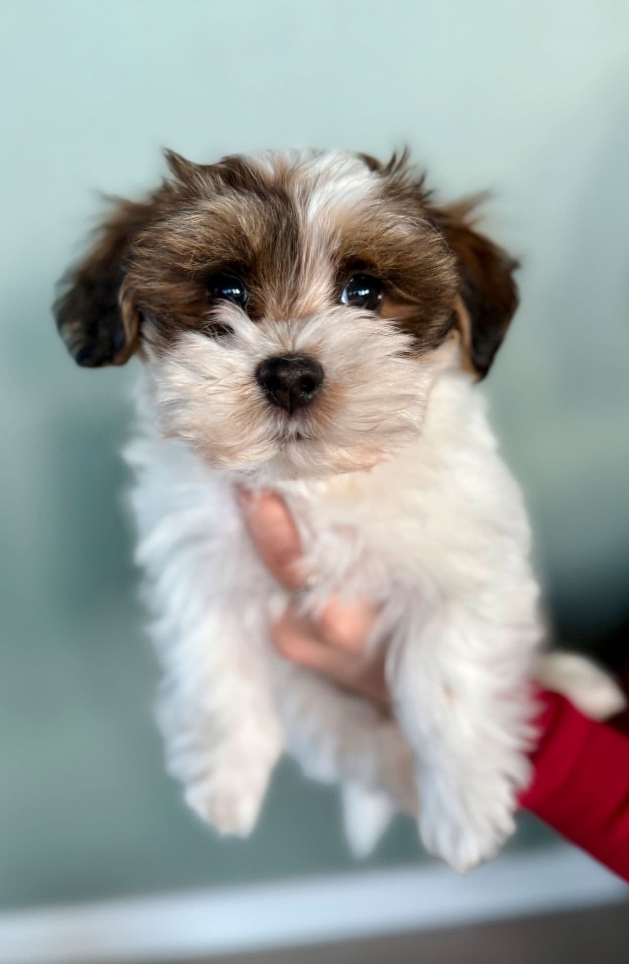 Bichon Havanais Renraset/Nkk registrert