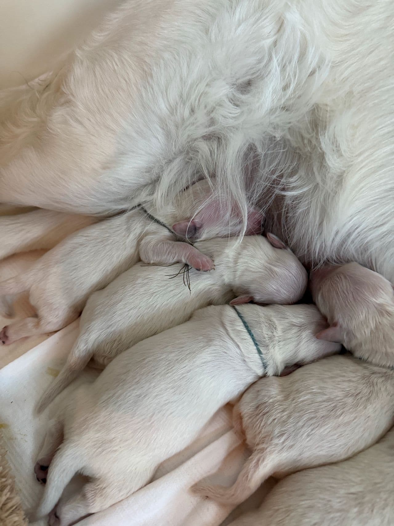 Golden retriever valper til salgs. Kvalitetsavlede med stamtavle.
