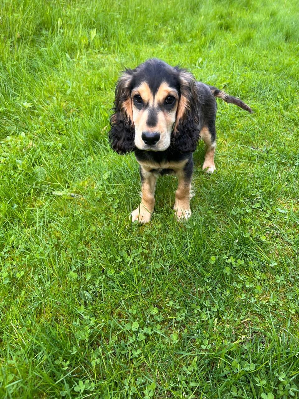 Engelsk Cocker Spaniel
