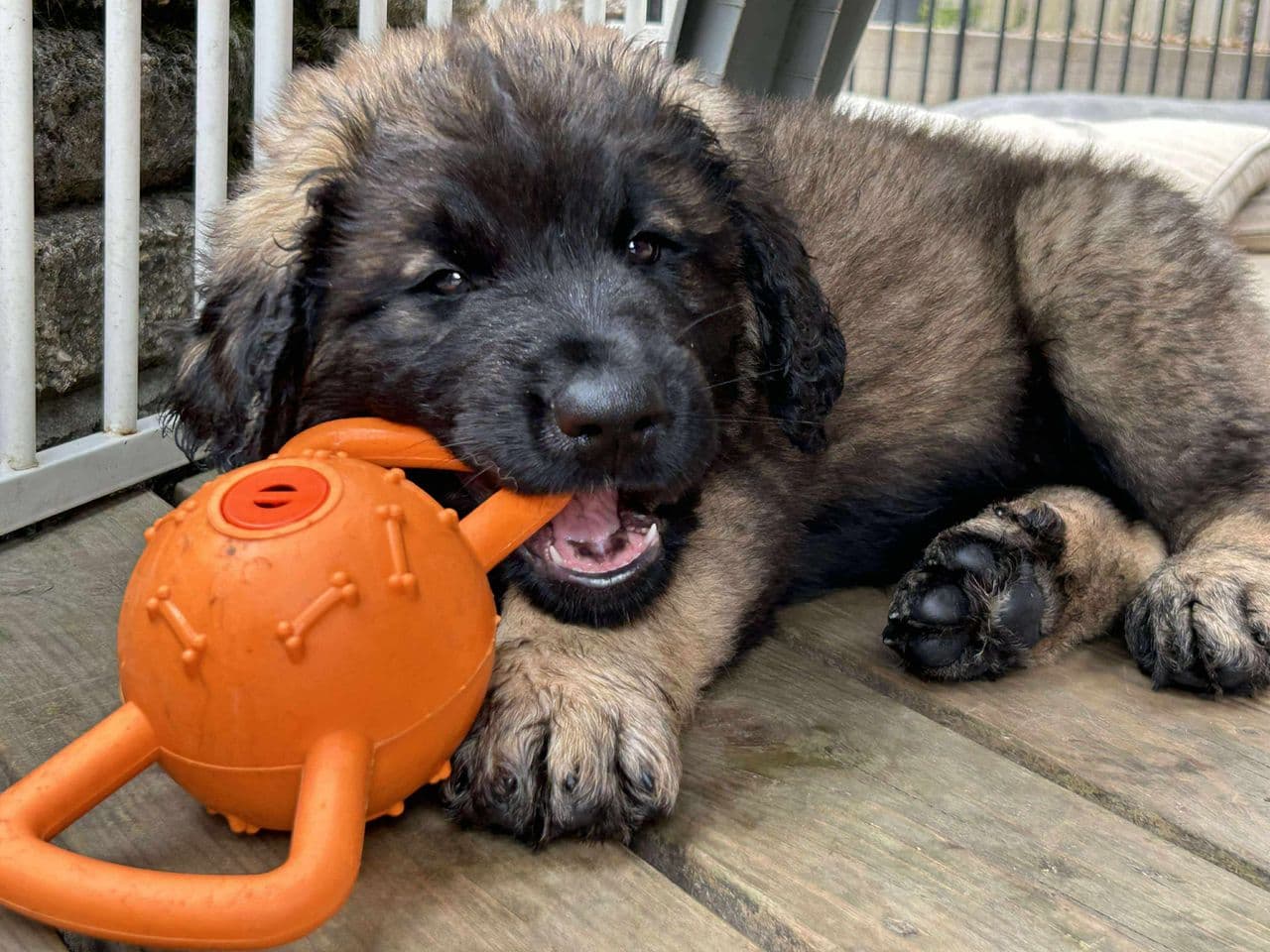 Leonberger tispevalp