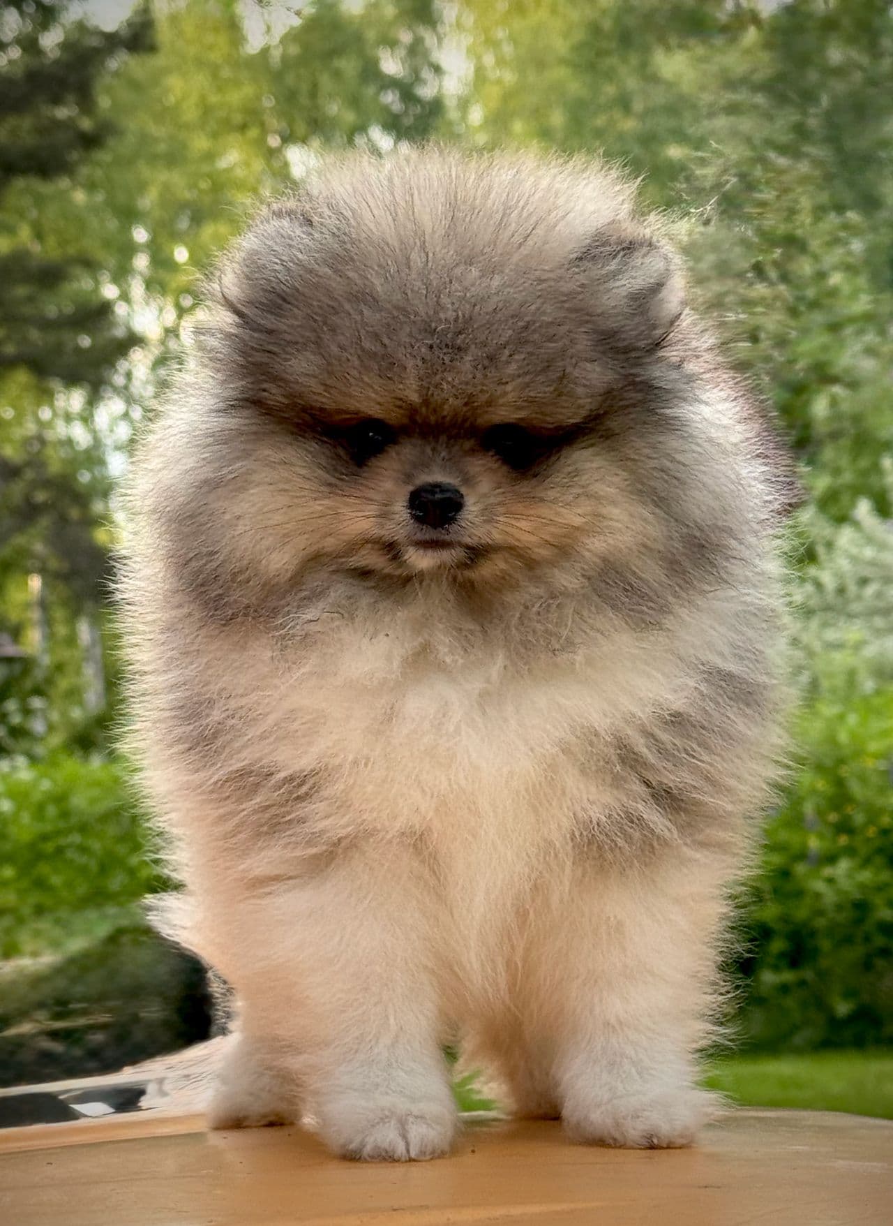 Pomeranian Vargsobel & Cremesobel