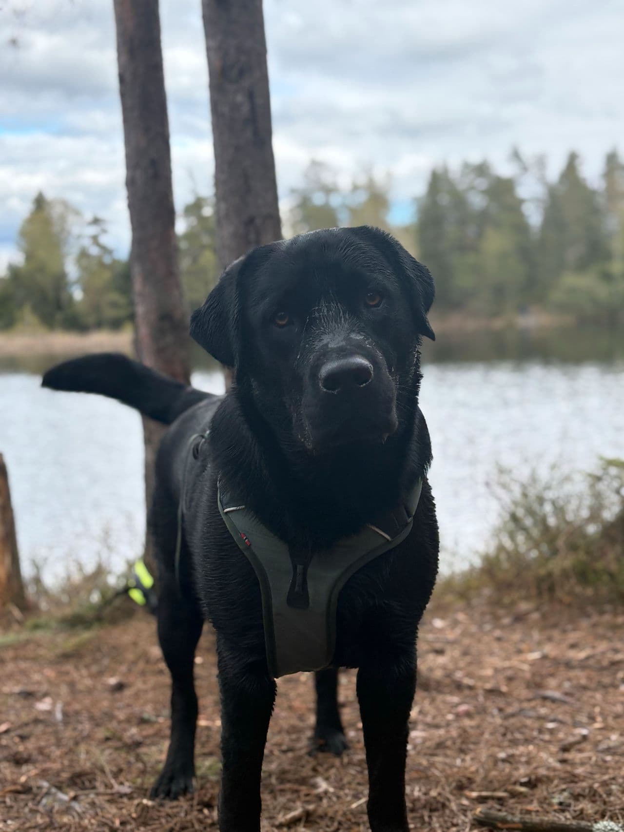 Ung labrador retriever trenger nytt hjem