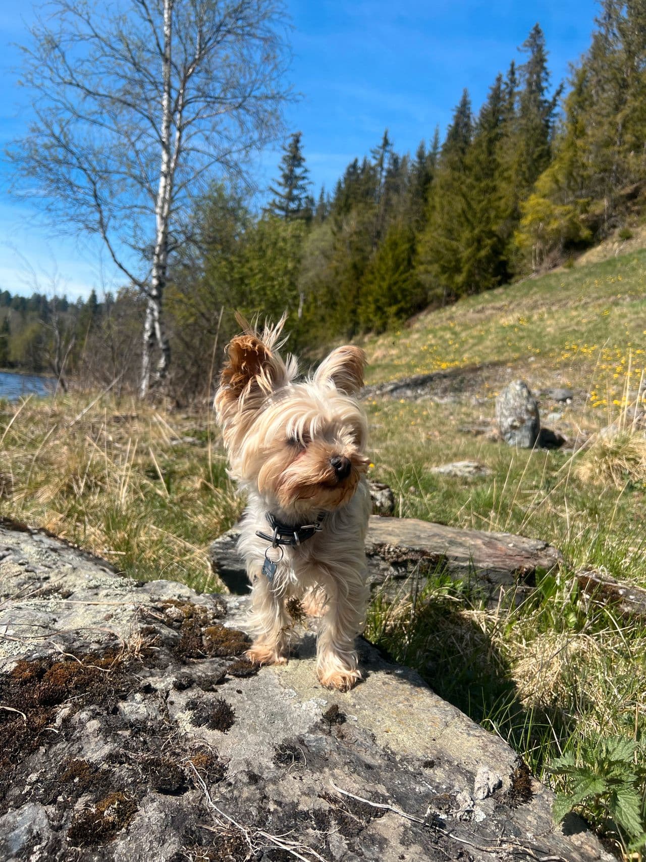 Mila venter valper - Yorkshire Terrier