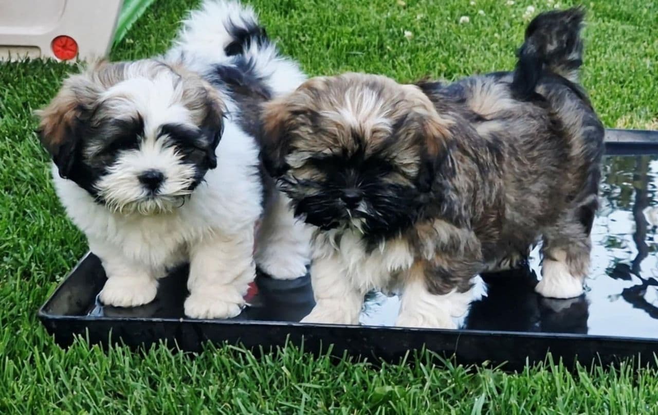 Renrasede Lhasa Apso valper