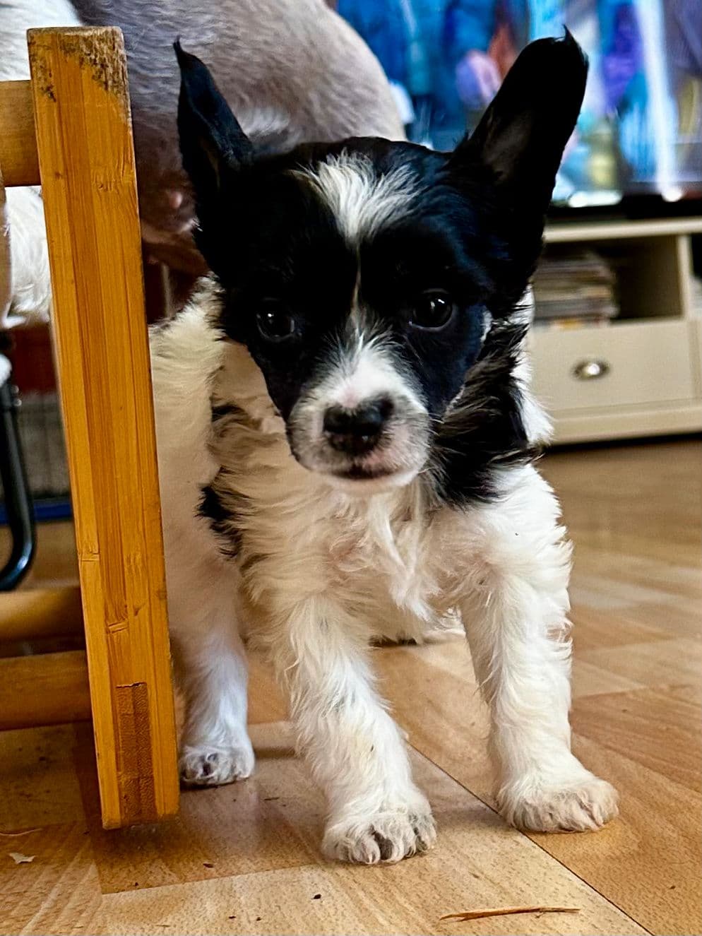 Chinese Crested Powder Puff hannhund