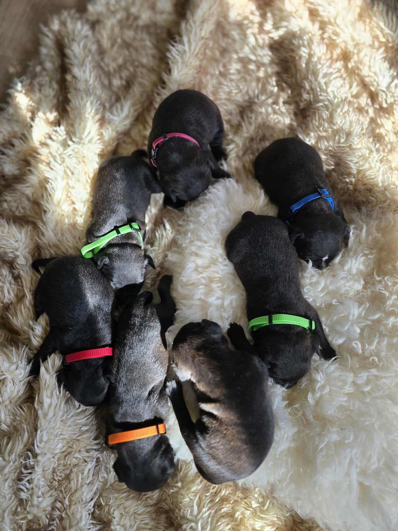 Staffordshire bull terrier valper.