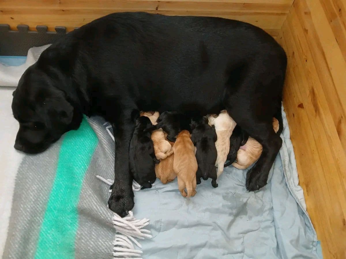 Labrador retriver valper