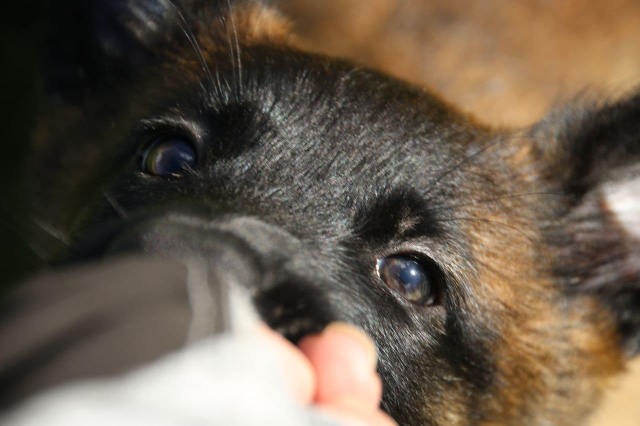 Belgisk fårehundvalp Malinios er ledig for den rette person