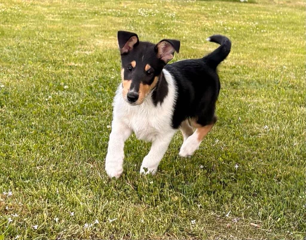 Collie korthåret gutt
