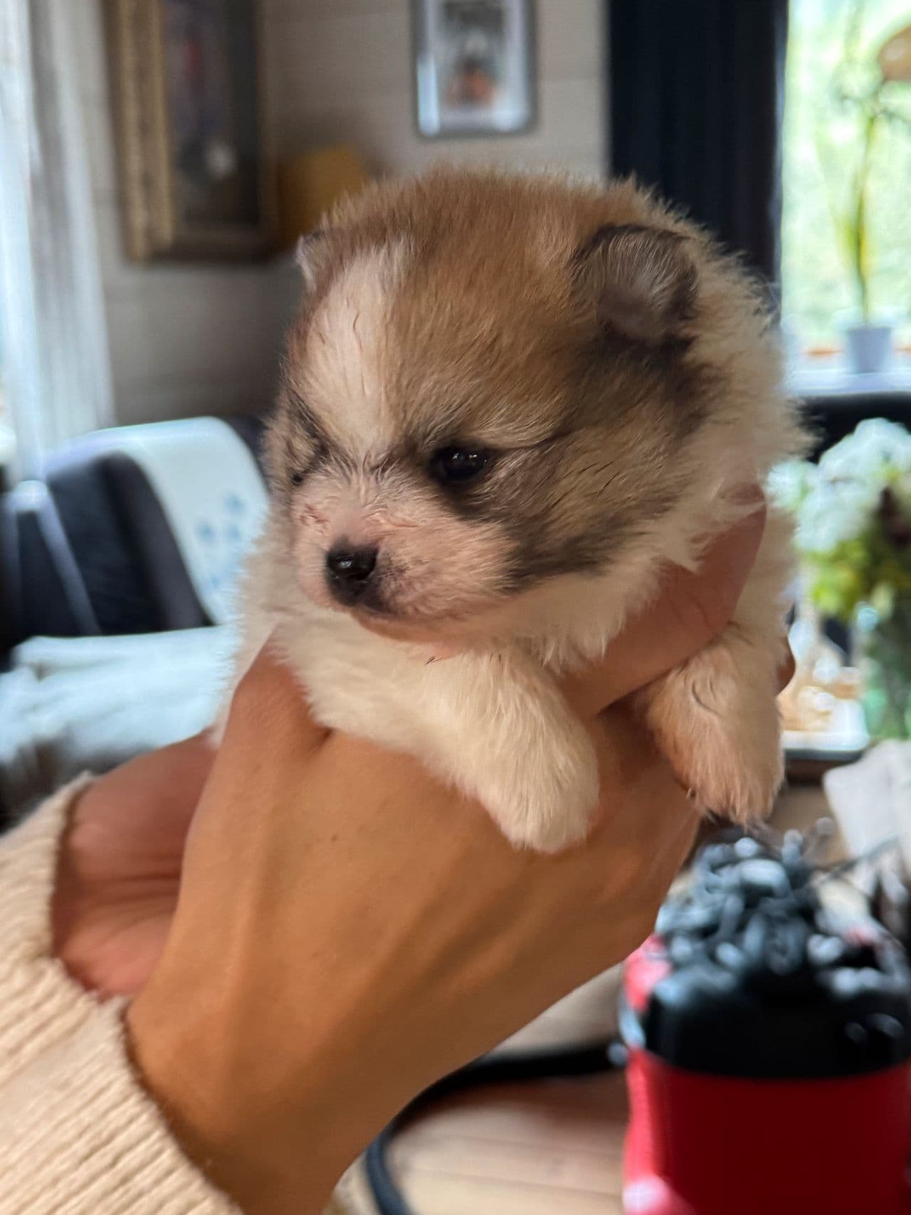 Pomeranian gutt