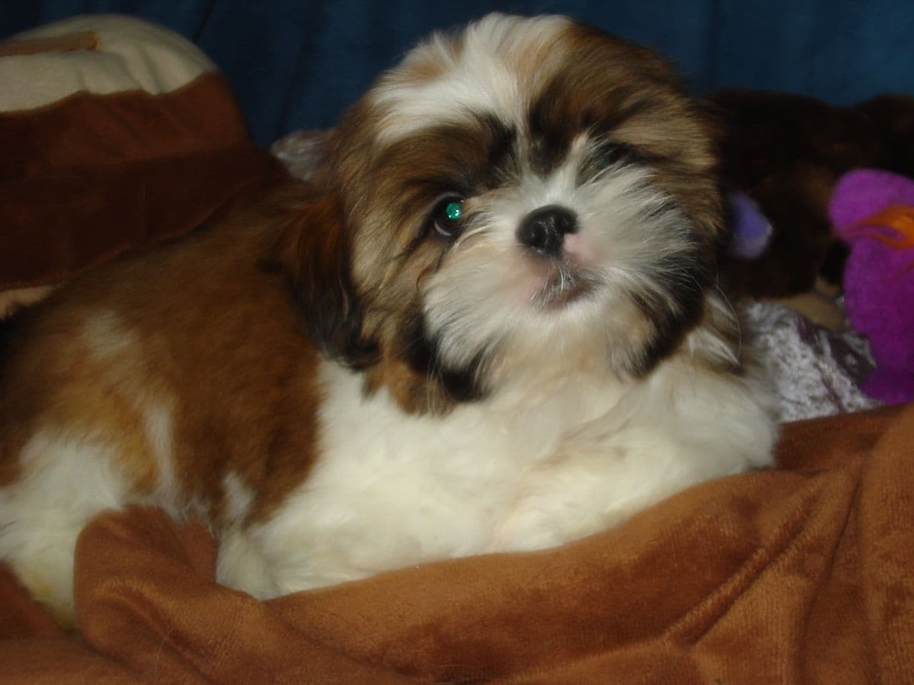 Renraset Shih-Tu valper