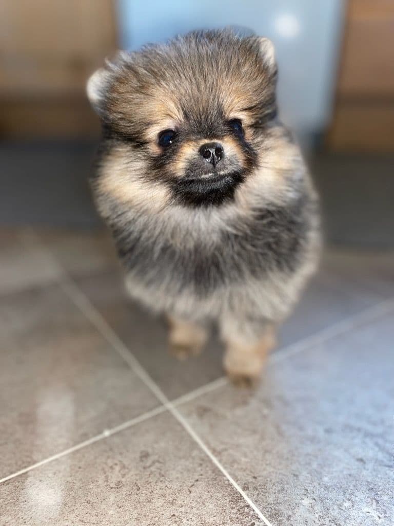2 tispe valper pomeranian