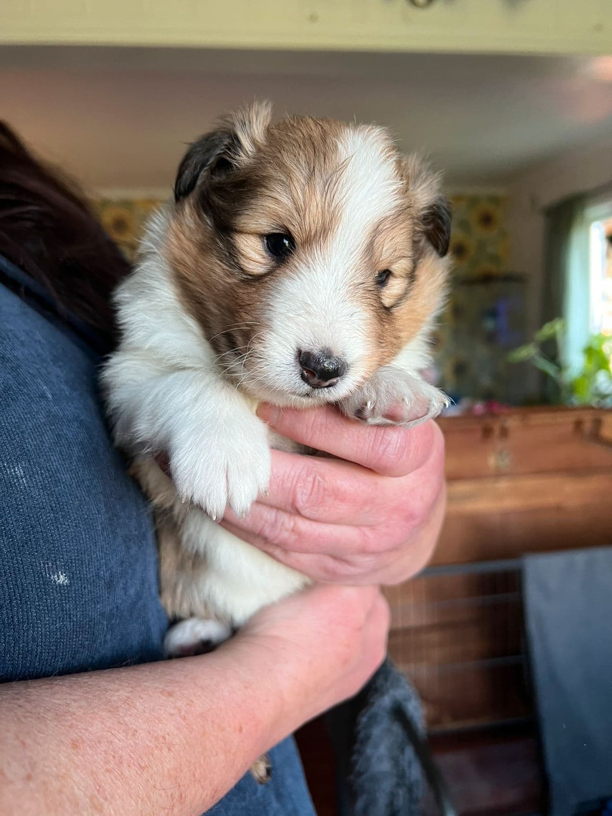 Shetland Sheepdog valper